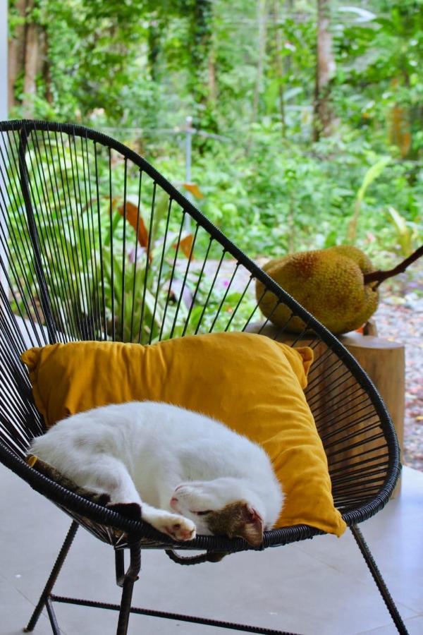 Casa Eden - Modern Peaceful Jungle Apartments 科克莱斯 外观 照片