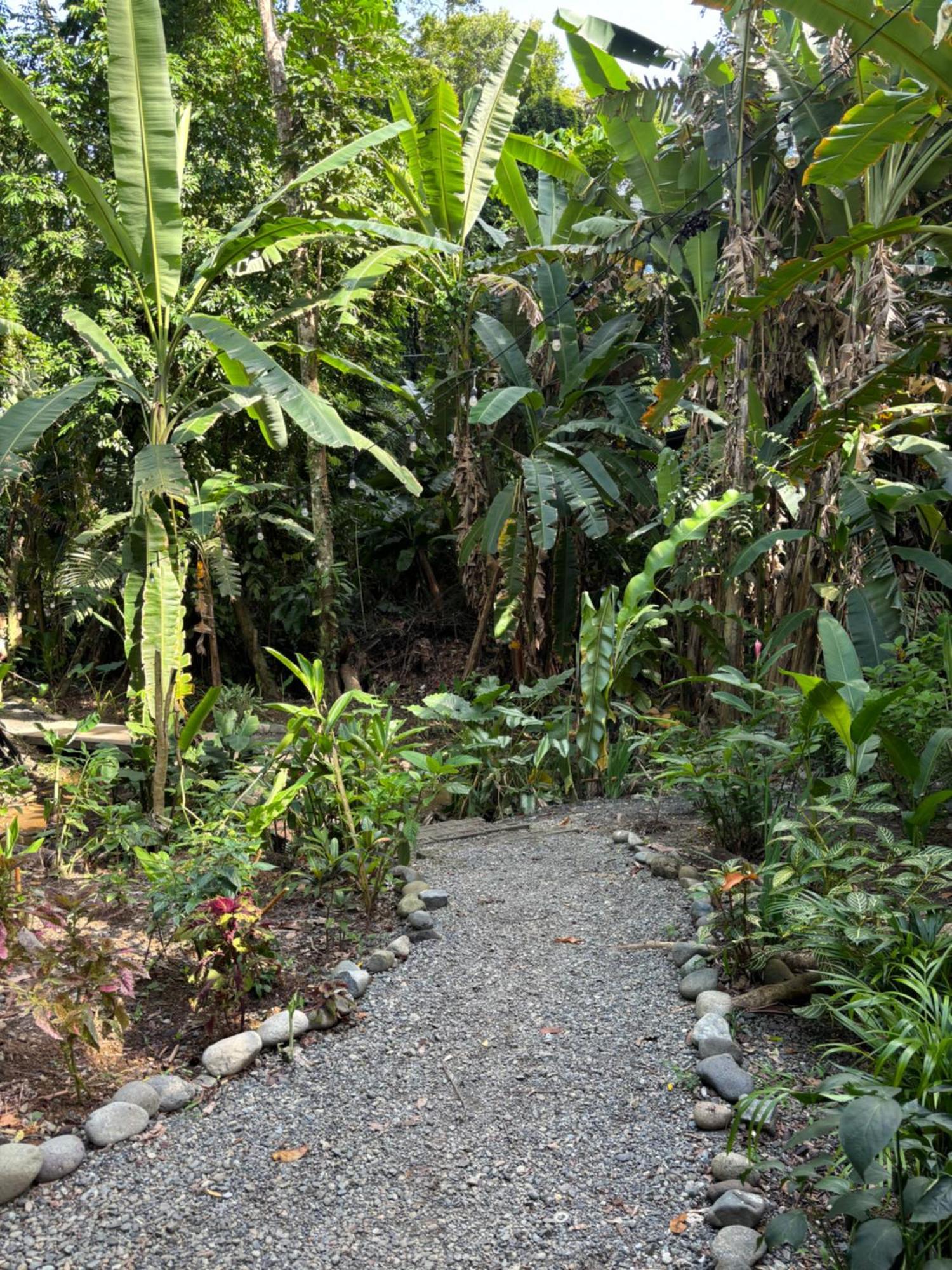 Casa Eden - Modern Peaceful Jungle Apartments 科克莱斯 外观 照片